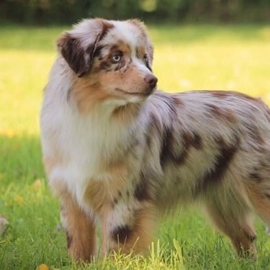 Pastor-Americano-miniatura-merle-vermelho